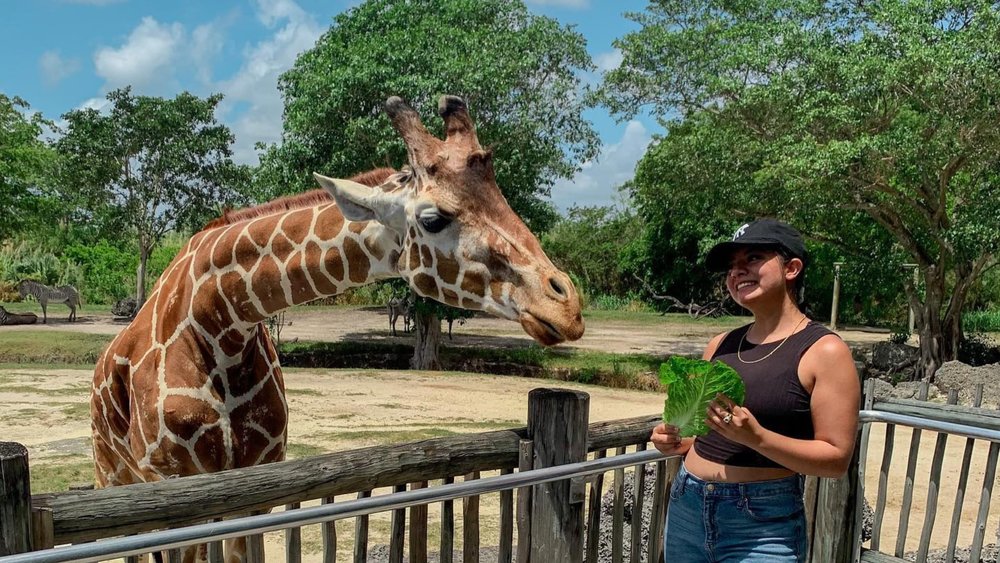  Upgrade your visit to include a feeding experience with the giraffes. Credit: luzlopez_yt
