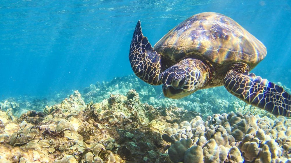 Observe playful green sea turtles. Credits: @julieghooliee