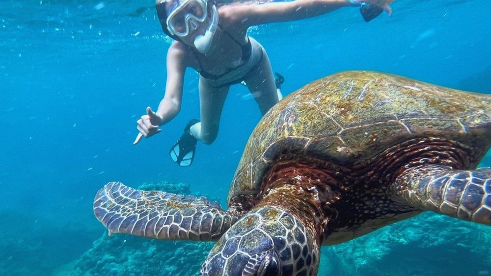 No sharks here—just turtles! Credits: @mao4321