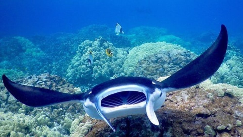 Manta Rays are also called gentle giants of the sea. Credits: @cosmicalchemistcenter