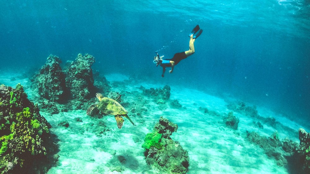 This Oahu snorkelling escapade will get you up close and personal with the turtles of Waikiki! Credits: Subtle Cinematics on Unsplash