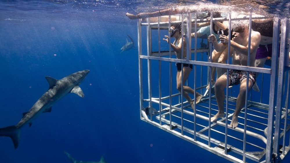 Swim with the mighty predators of the ocean in Oahu. Credits: @hawaiisharkencounters on Instagram