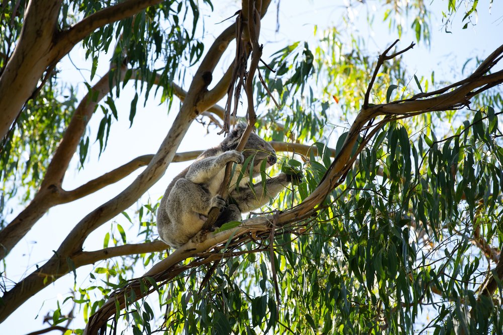 Koala on a tree