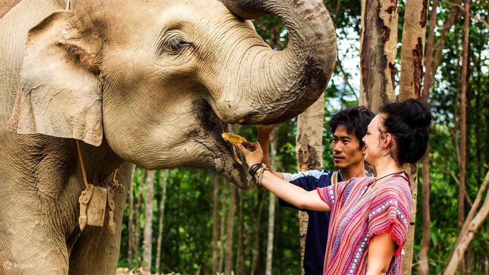 Learn how to feed elephants properly at the sanctuary.