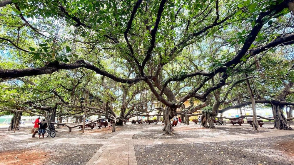 Weave through the entwined branches of the Banyan trees at Lahaina Banyan Court Park. Credits: @yumtravels on Instagram