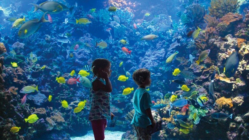 Maui Ocean Center showcases diverse marine life.  Credits: @mauioceancenter on Instagram