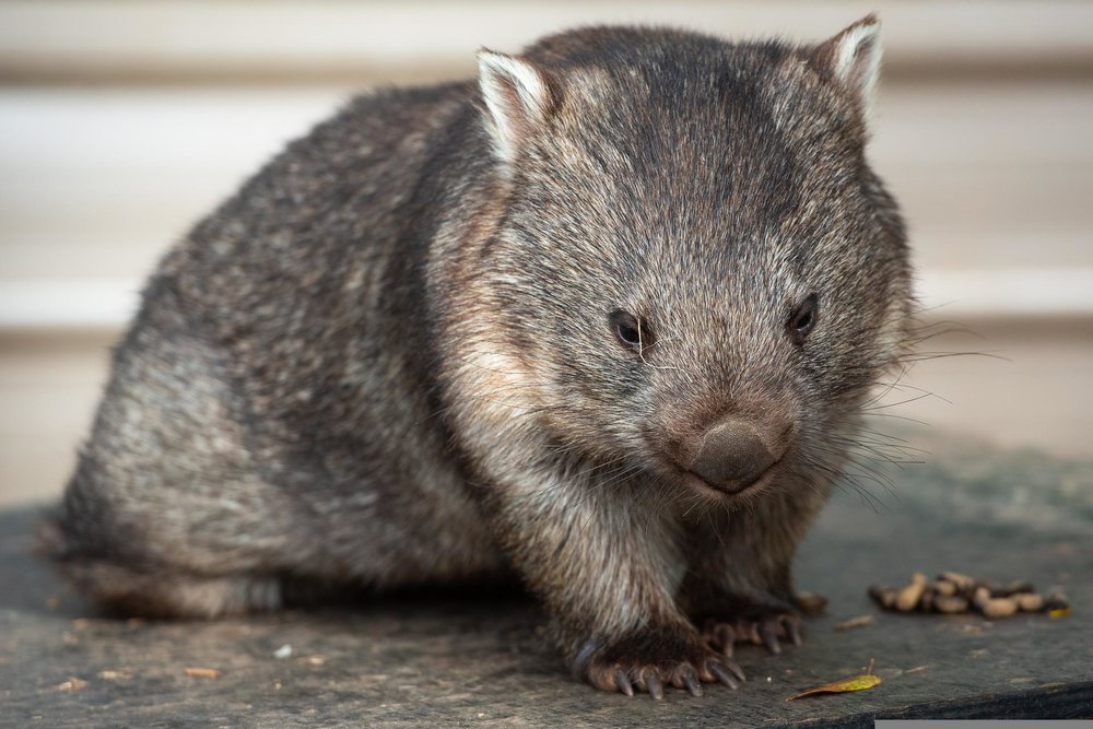 Wombat on the ground