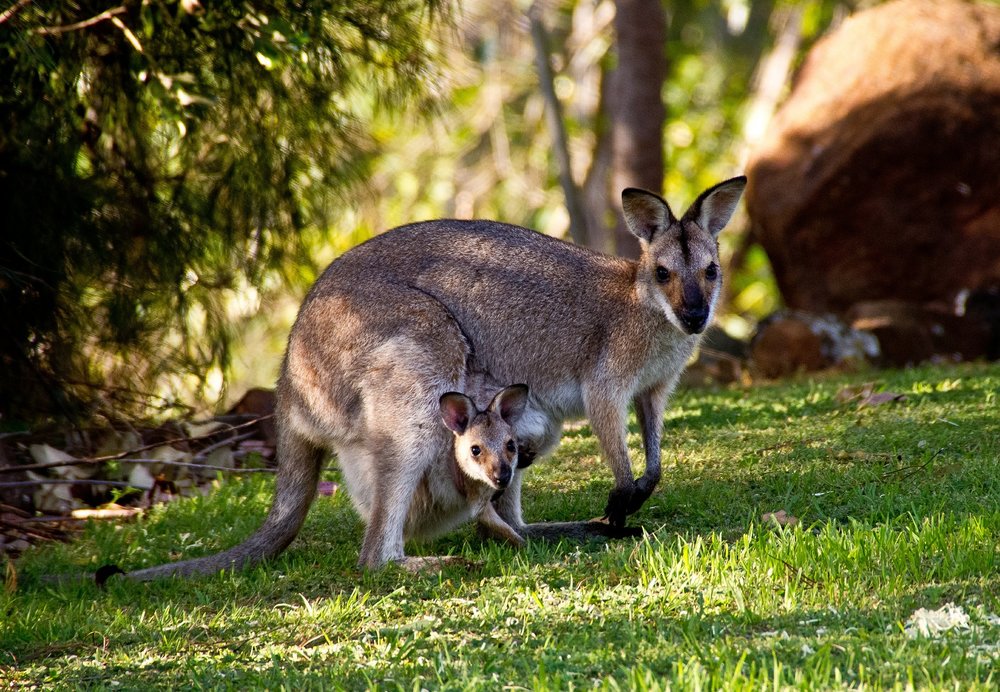 A joey inside the pouch of the parent wallaby