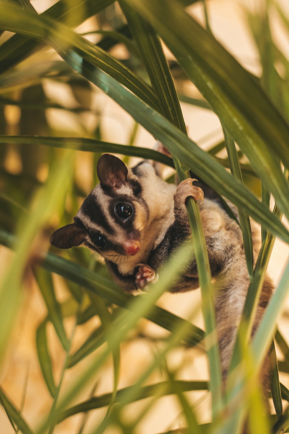 Sugar glider hanging on a plant