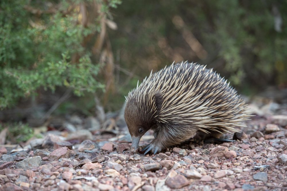 An echidna walking on rocks