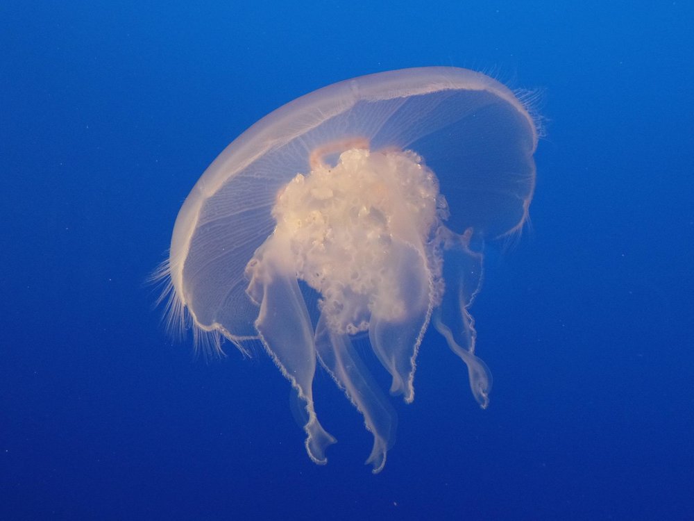 Jellyfish swimming under the sea
