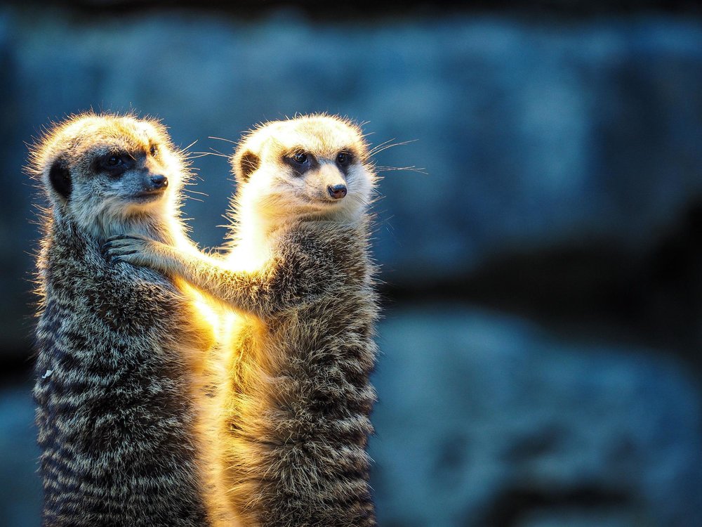 Meerkats holding each other