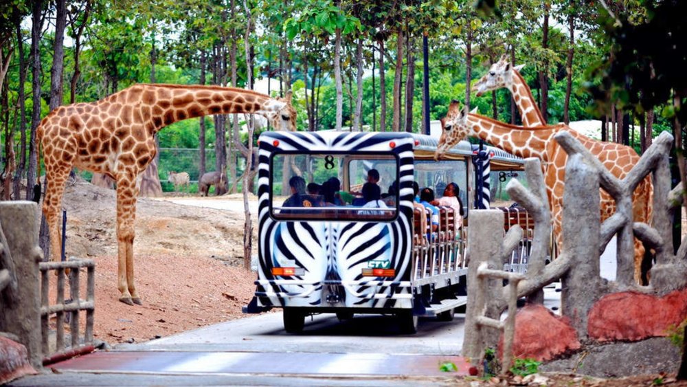 Meet giraffes, hyenas, zebras, and other animals at the park