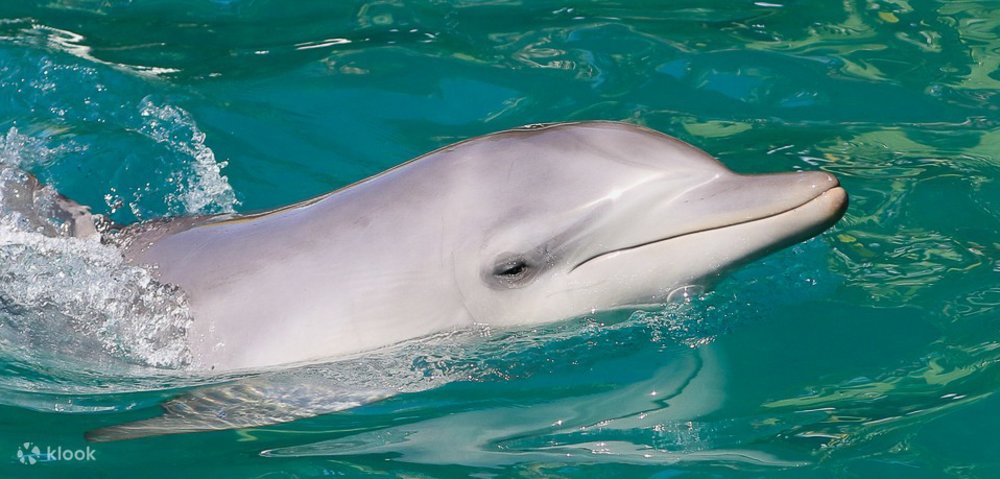 sydney to byron bay road trip dolphin watch cruise