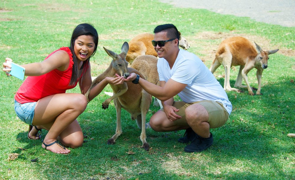 sydney to byron bay road trip oakvale wildlife park