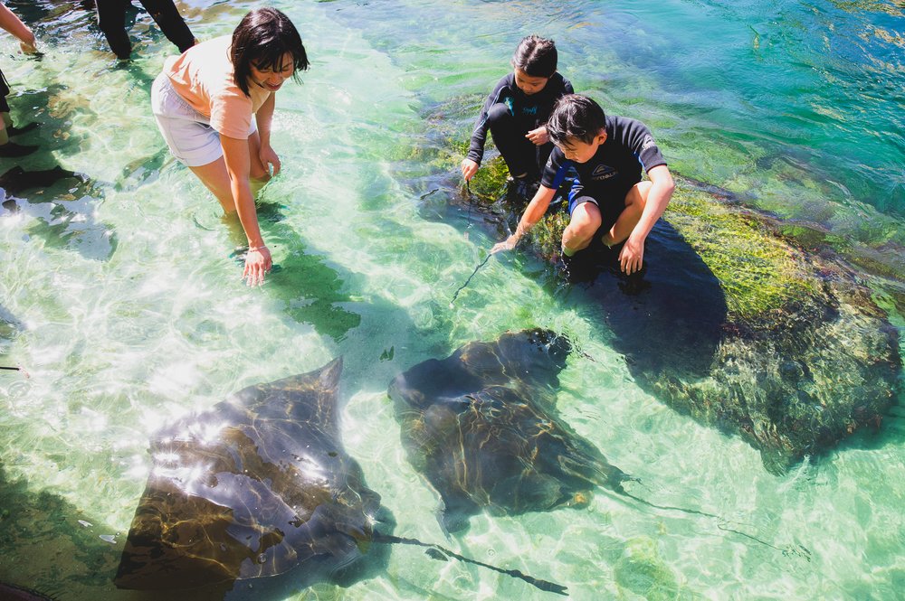 sydney to byron bay Irukandji Shark & Ray Encounters