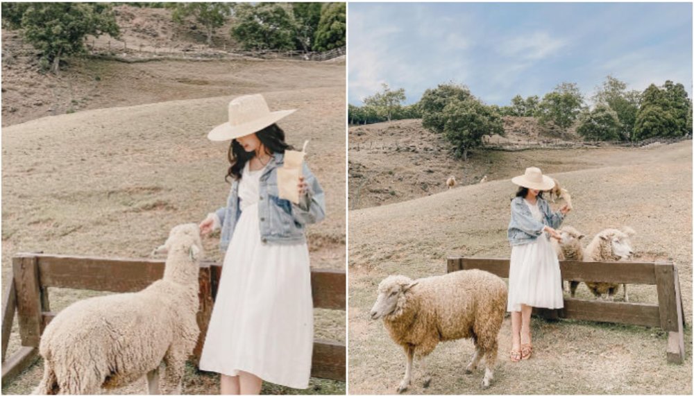 親子農場:清境農場