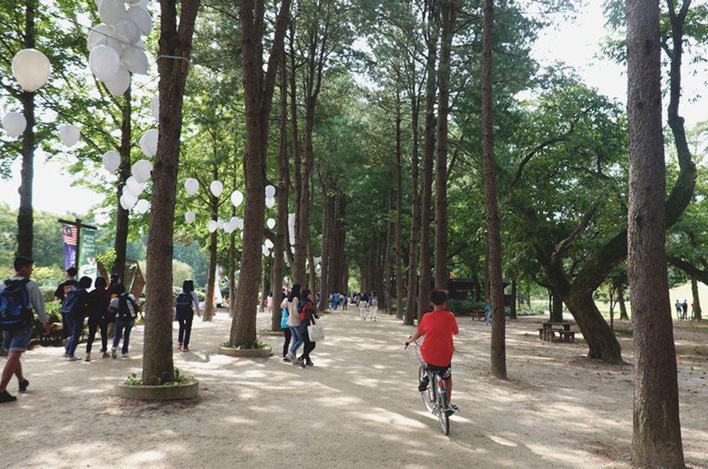 南怡島 中央紅松路