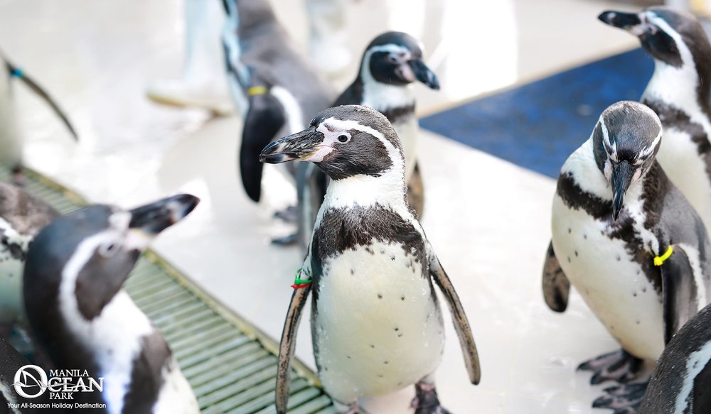 Group of penguins roaming around