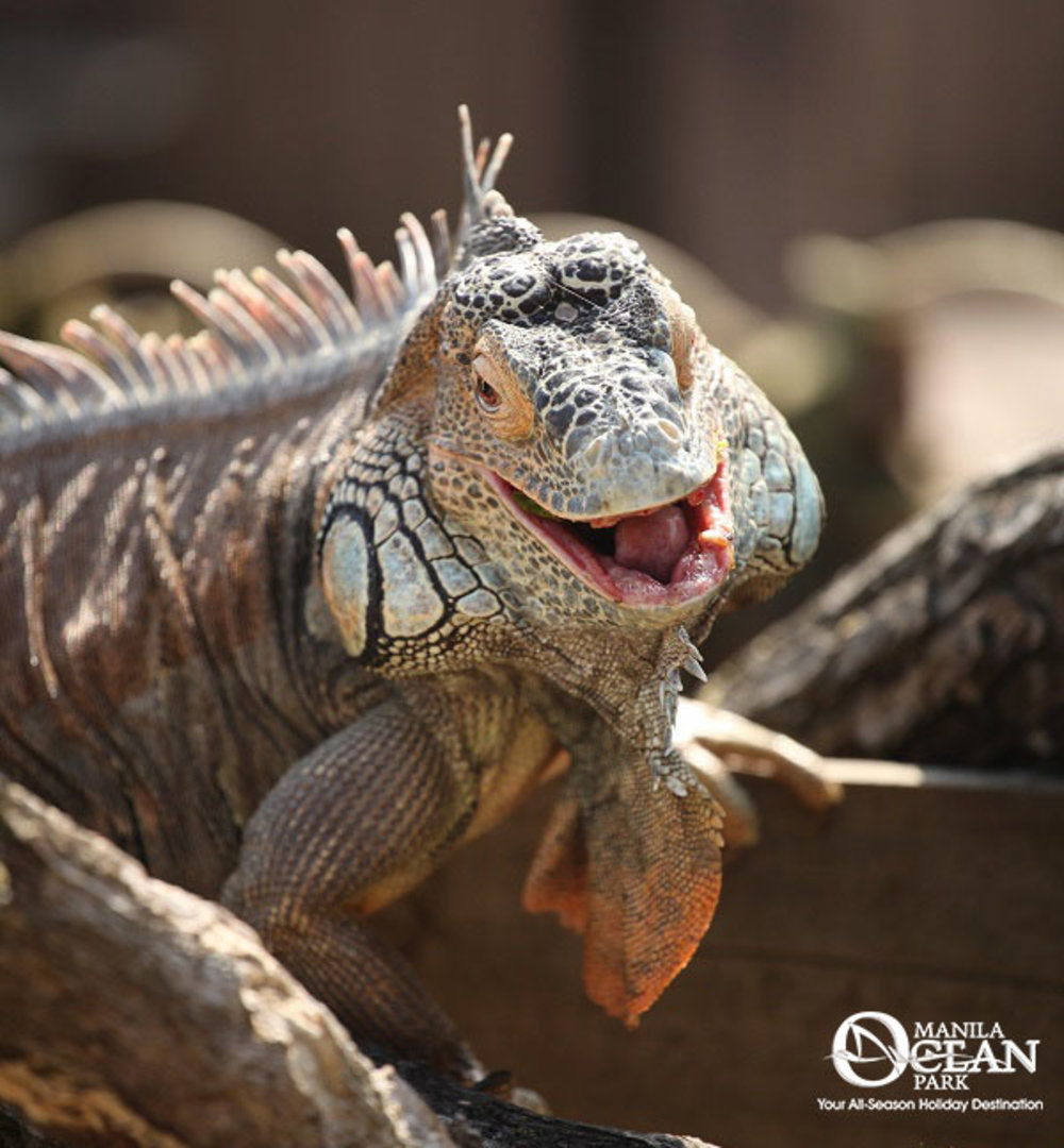 Lizard looking at the camera