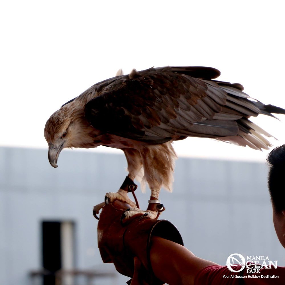 Eagle resting in an arm