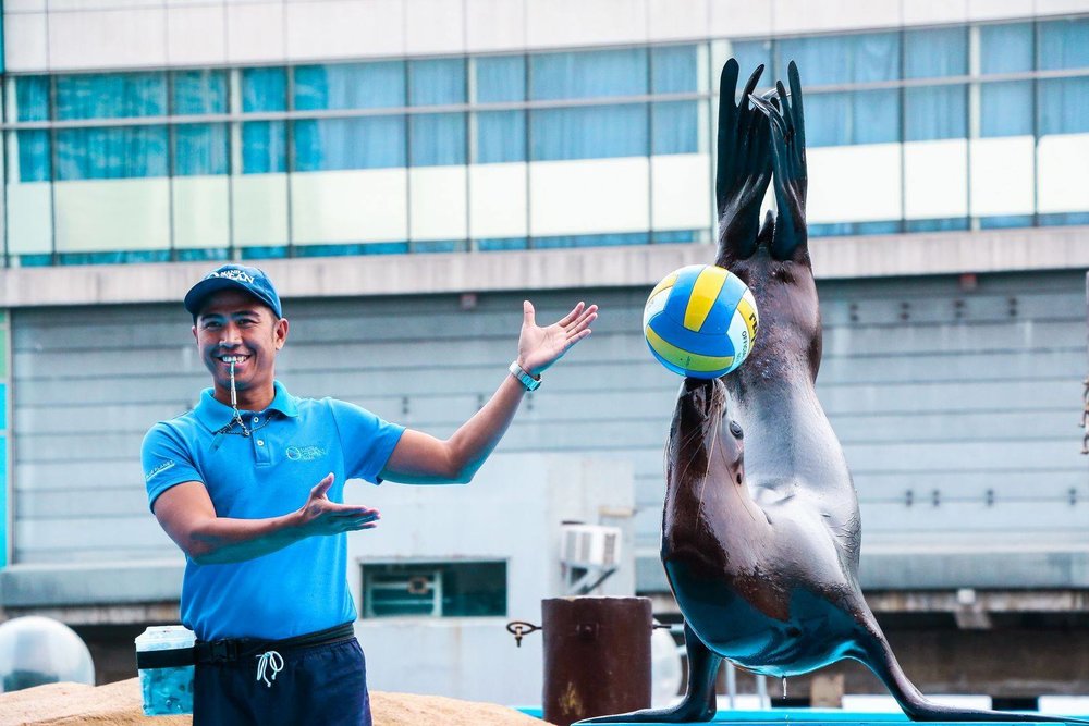 Sea Lion playing with ball