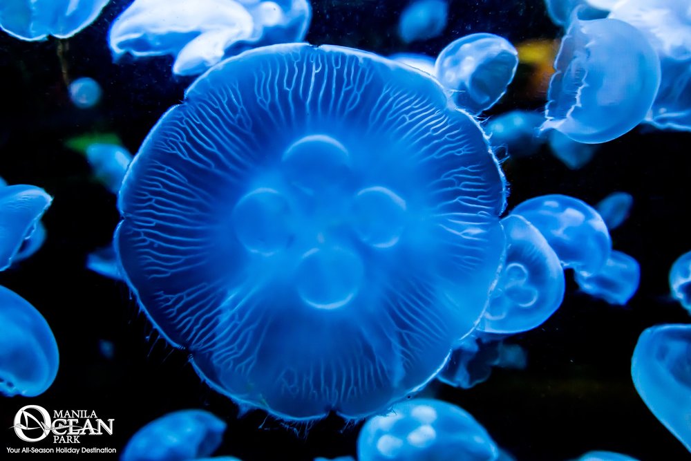 Blue JellyFish 