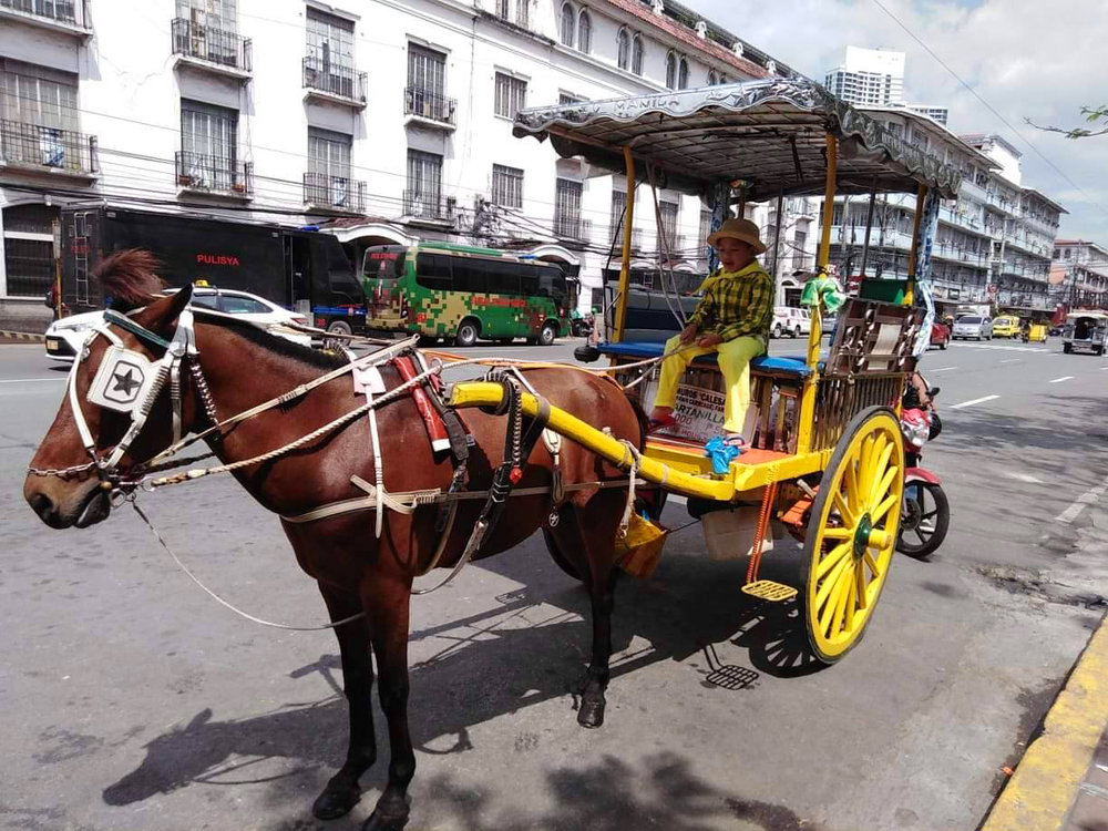 a boy in a horse carriage