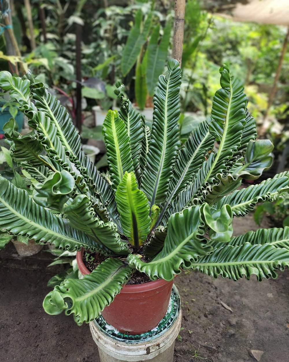 Nature's Gift Tagaytay