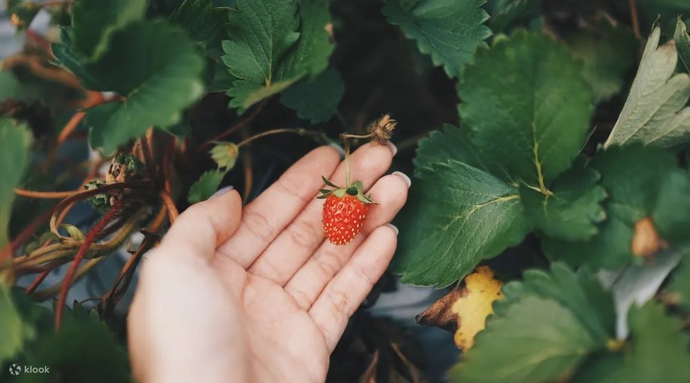 starwberry farm cameron highlands