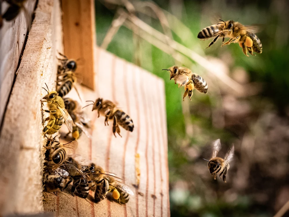 cameron highlands honey bee farm