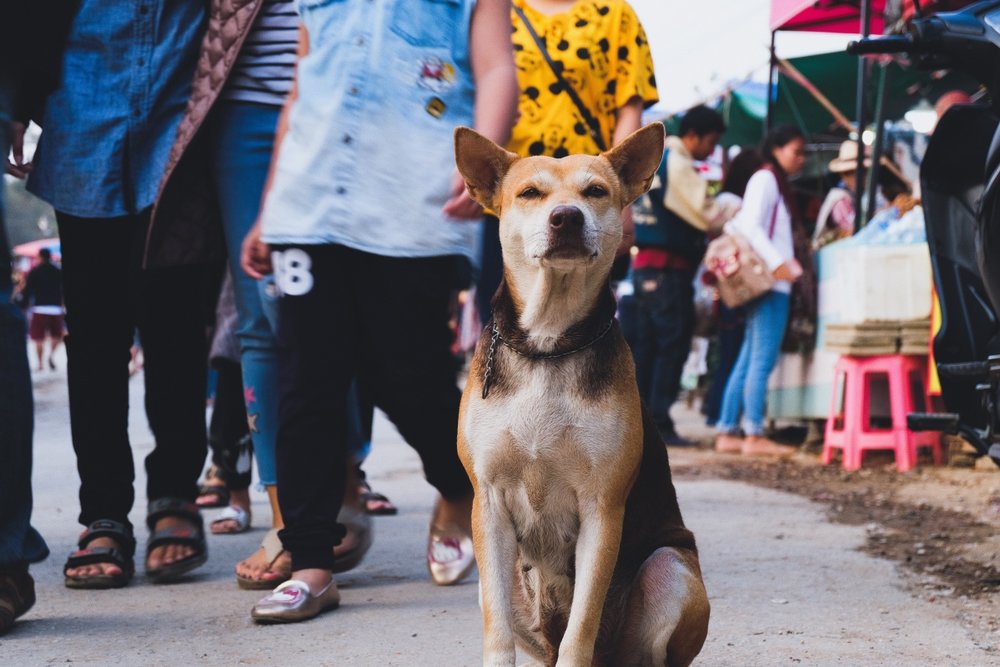 bai-ong-lang-phu-quoc