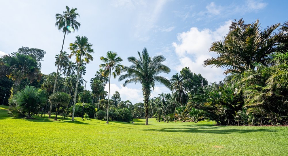 Green grounds with Palm Tress