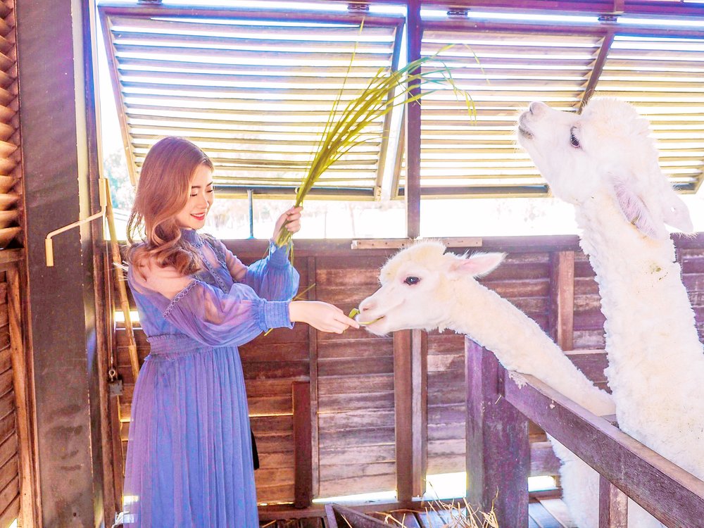 khao yai from bangkok car rental tour itinerary