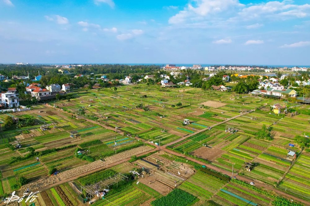 หมู่บ้านผัก Tra Que ขึ้นชื่อในเรื่องดินอุดมสมบูรณ์