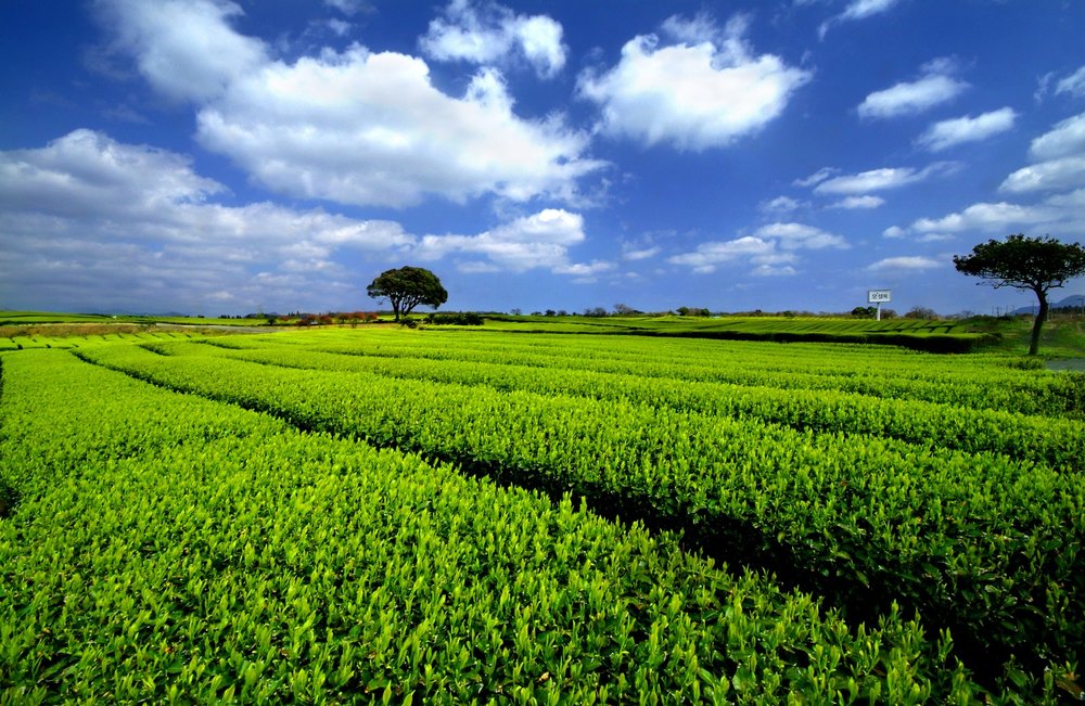 Large view of the entire O’Sulloc Green Tea Field