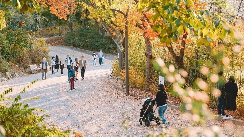 Nature lovers will enjoy a trip to Seoul Grand Park’s botanical garden and zoo.  Credits: @southkorea.explores on Instagram