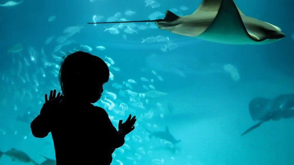 See around 30,000 marine creatures at the aquarium. Credit: nagijun00