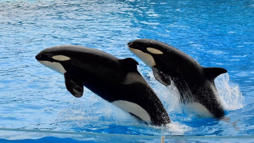 Watch orcas playing and lobbing around at the Port of Nagoya Public Aquarium. Credits: @orcinus__orca.7