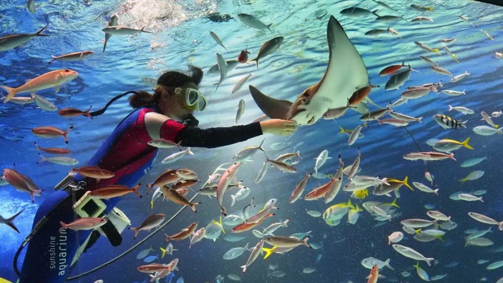 Hand-feed a manta ray at Sunshine Aquarium! Credits: @takanobu1231