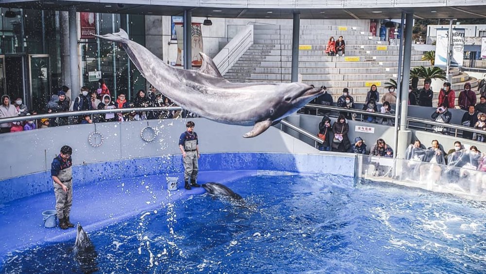 The dolphins at Umitamago Aquarium will keep you entertained! Credits: @kc_ksk 