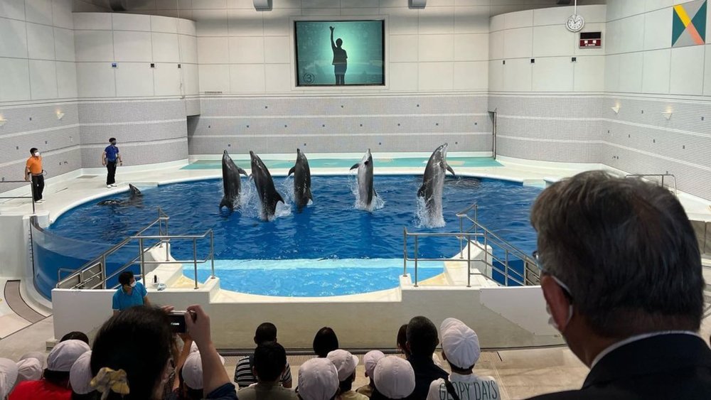 Kagoshima City Aquarium has some of the best dolphin shows in the country. Credits: @motohide