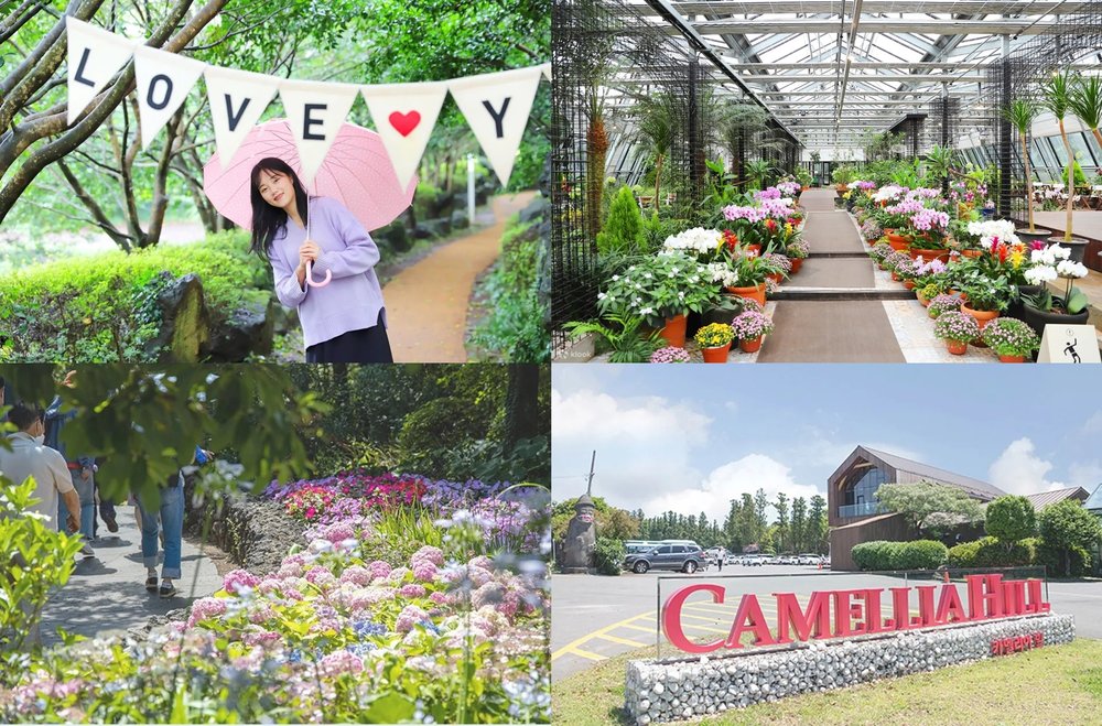 โอบรับความสดชื่นจากธรรมชาติจากสวนคาเมเลีย (Camellia Hill) ในเกาะเชจู