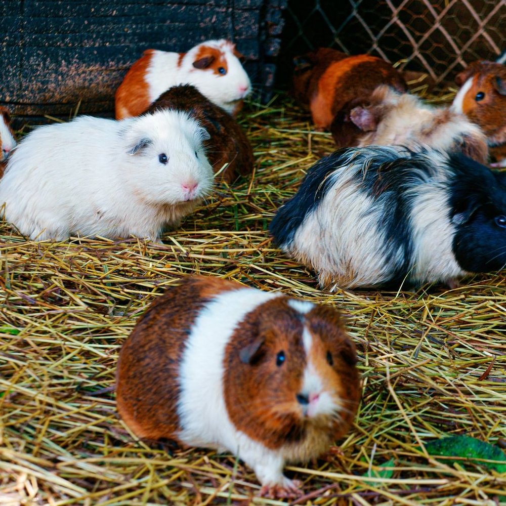 ioi city farm putrajaya