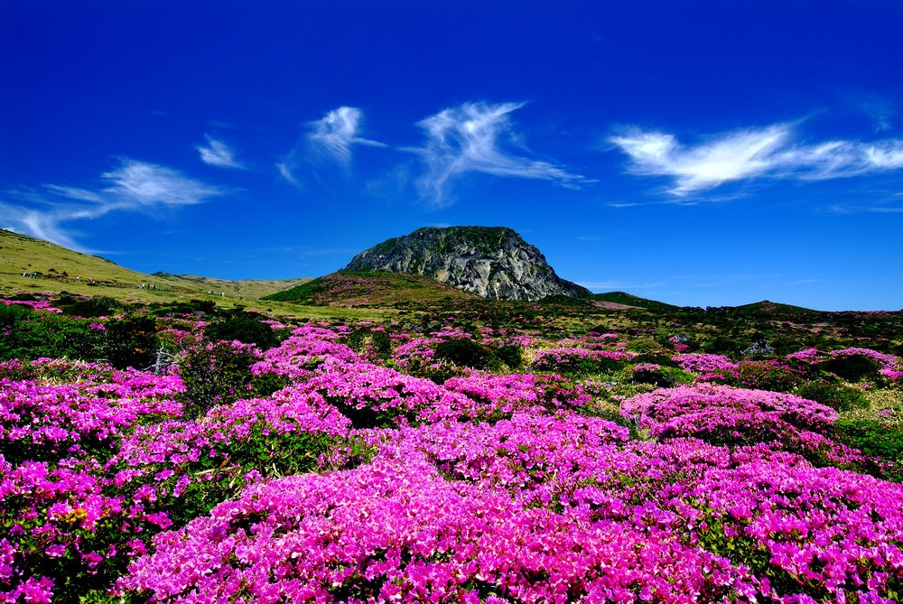 Mountain in the middle of pink flowers 