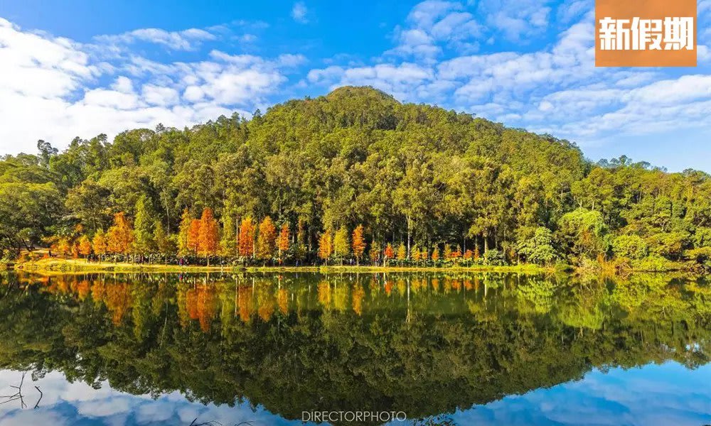 流水響水塘有港版「天空之鏡」之稱，秋天起可觀賞落羽松紅葉