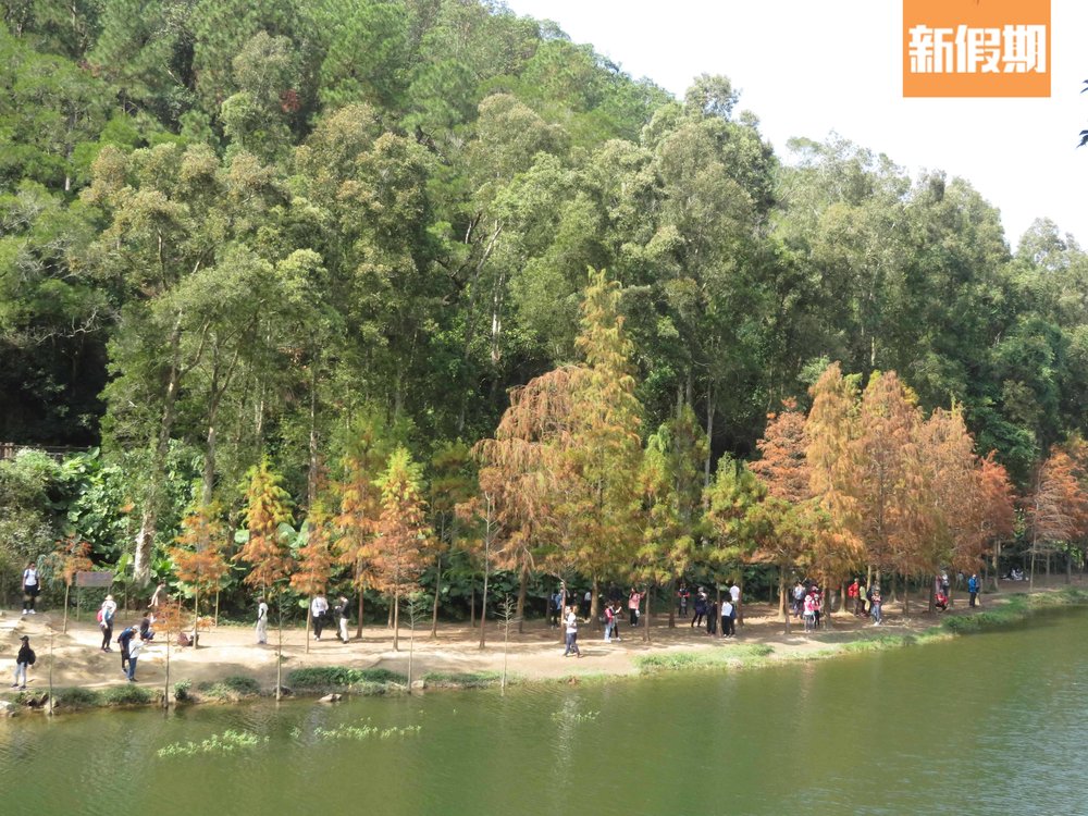 流水響落羽松構成唯美景色。