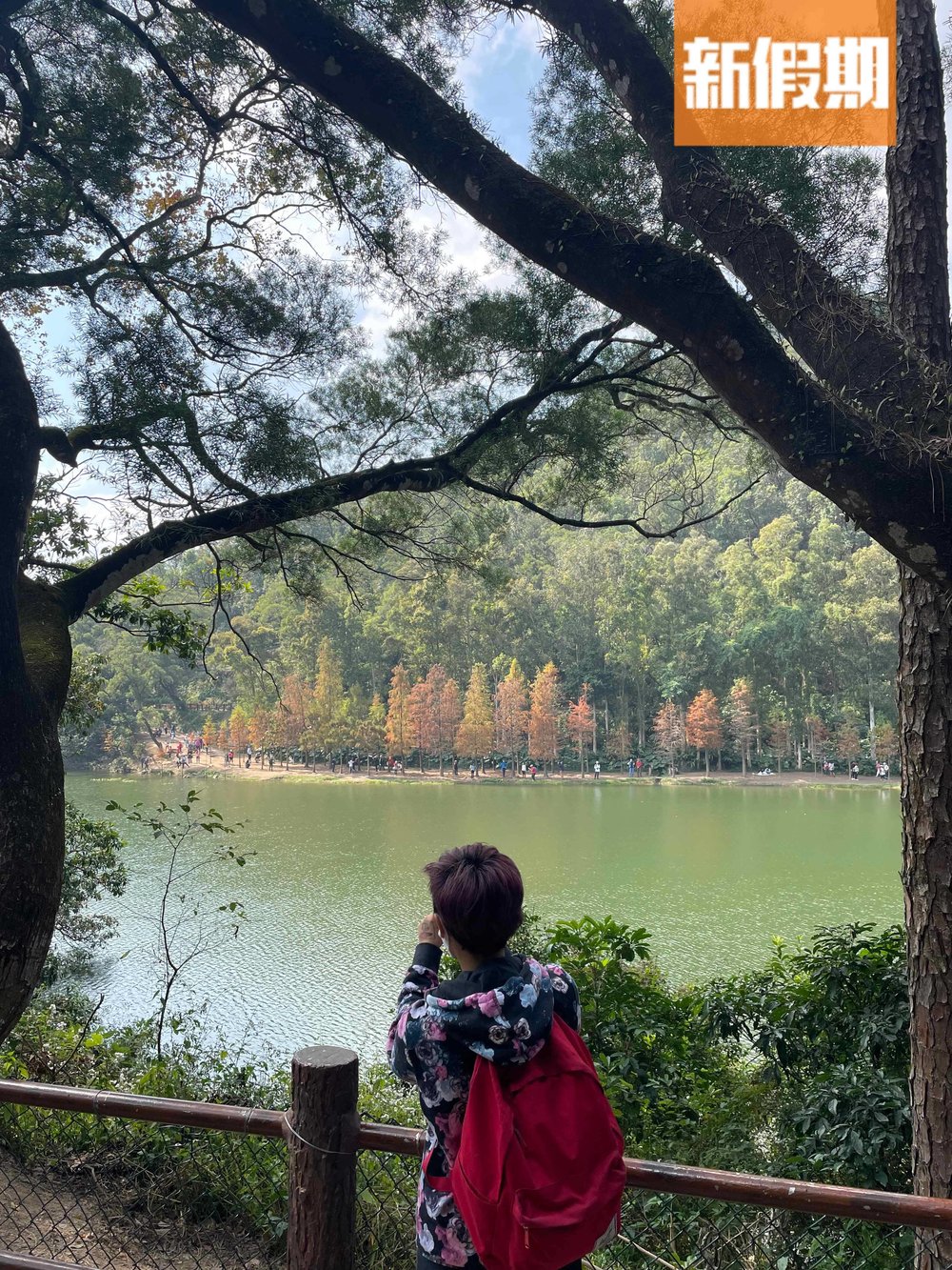 流水響行山路線！落羽松＋天空之鏡景色