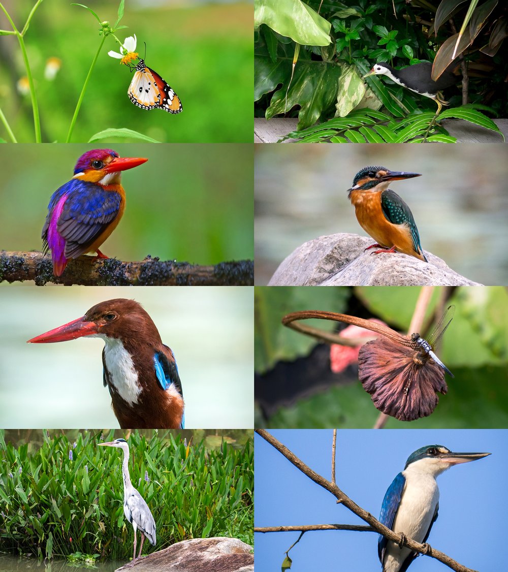 แมลงปอ ผีเสื้อ และนกน้อยนานาพันธุ์ที่ Dragonfly & Kingfisher Lakes