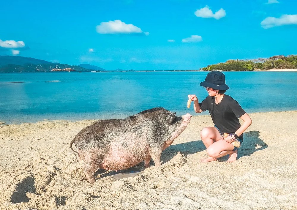Tourist feeding pig